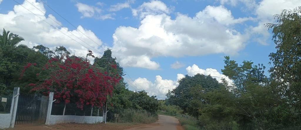 plantas e céu