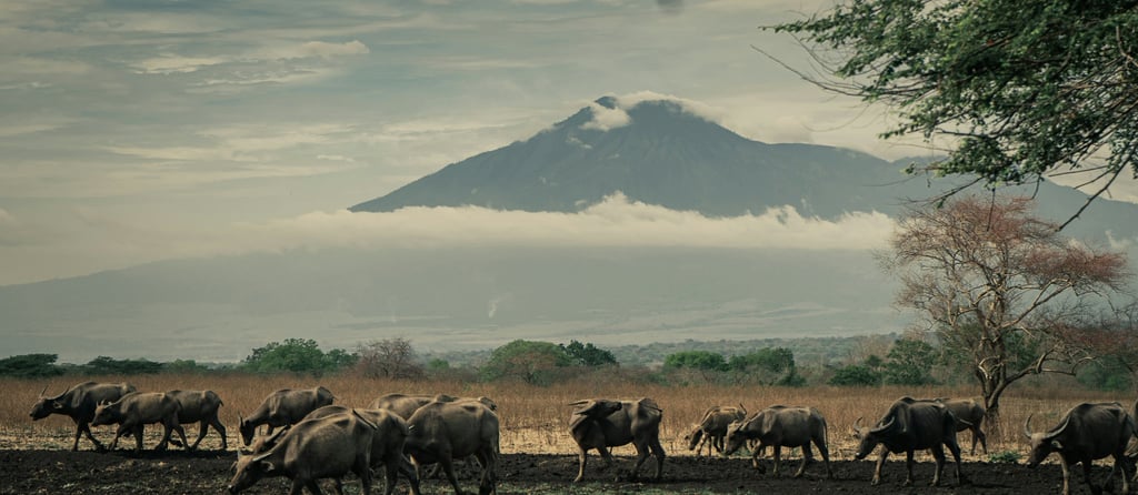 Savana Bekol Baluran National Park