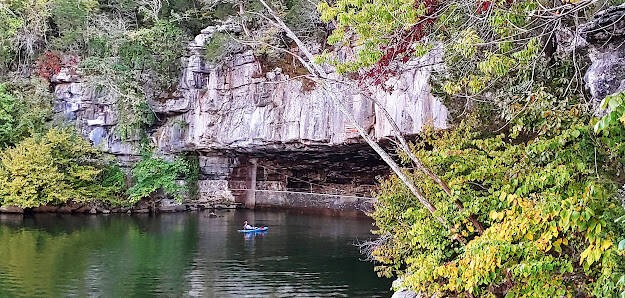 Chattanooga, TN - Gray bats live at Nickajack Cave in S. Pittsburg May thru Sept.