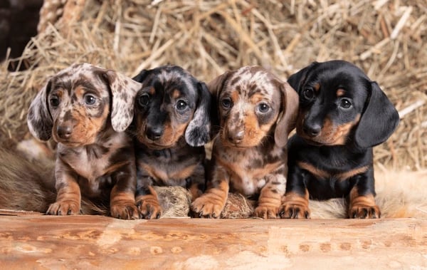 Dachshunds Breeding Program in North Idaho.