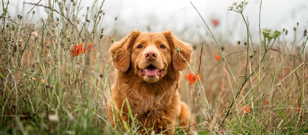 Éducateur canin à Arras