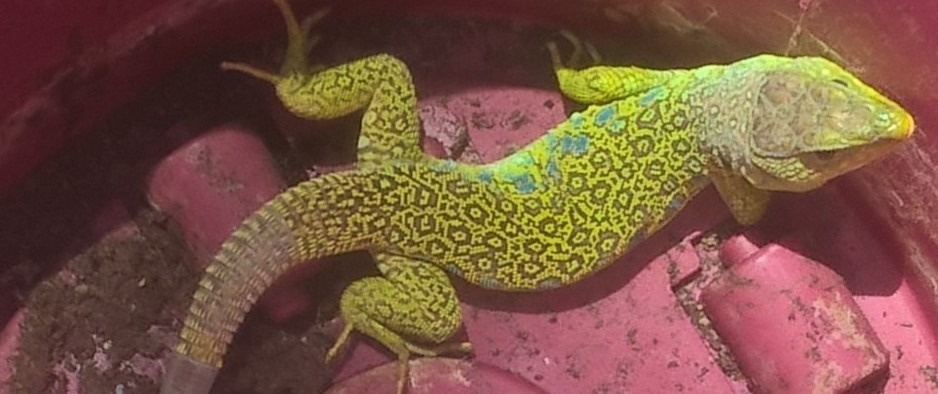 Ocellated(or jewelled) Lizard