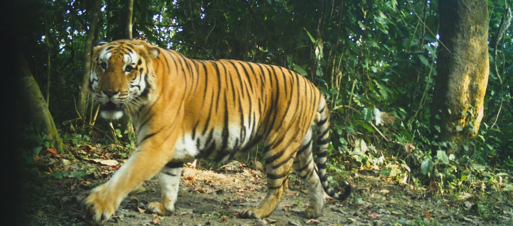 A camera trap image of a tiger at Nameri