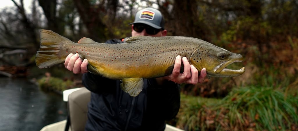 Watauga River Brown Trout