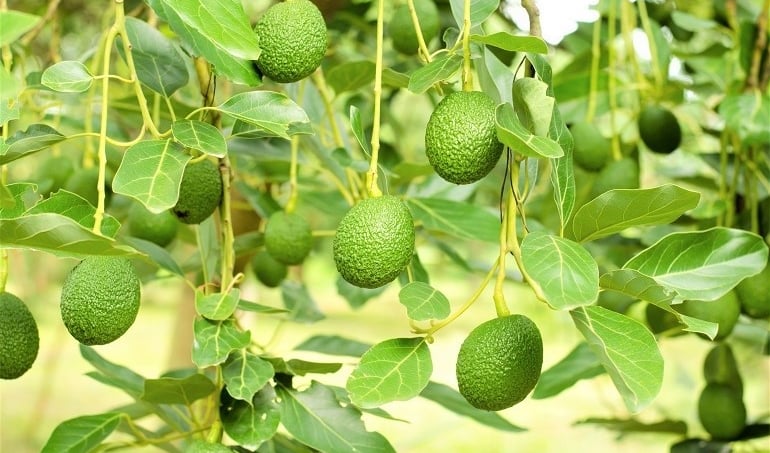 Avocado