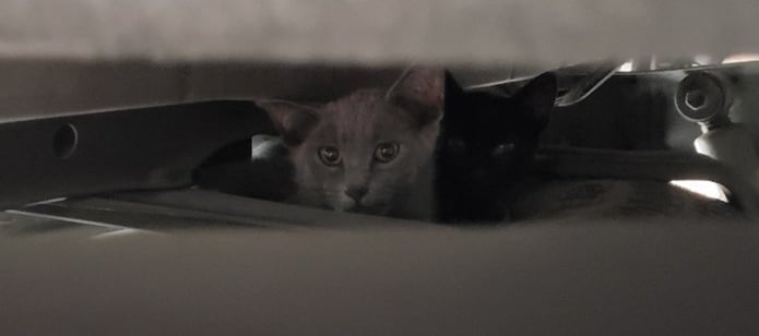 Feral Kittens hiding in car compartments