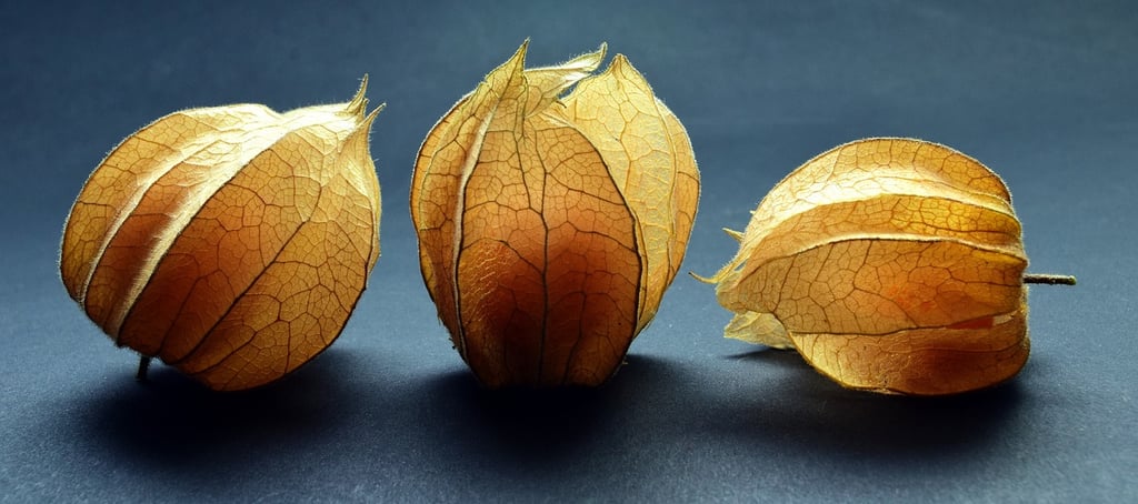 three physalises