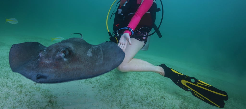 tour com arraias ilhas cayman