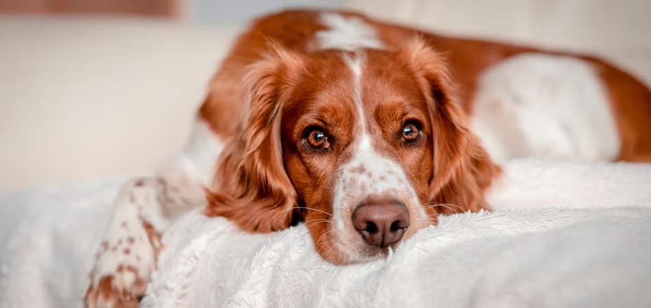 Female Dog in Heat 15 Signs Every Owner Should Know