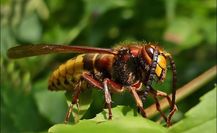Frelons asiatiques prévention