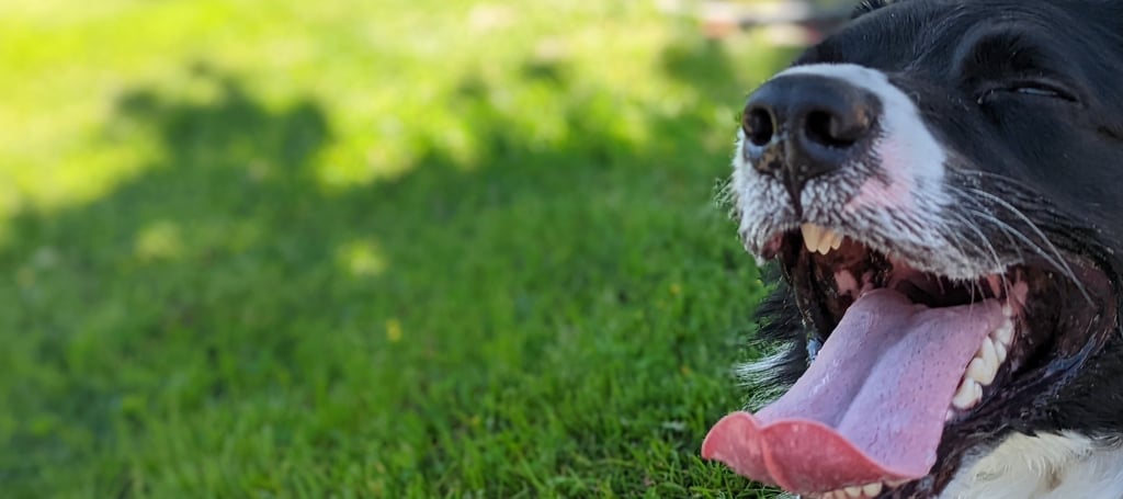 This is Blue taking a break in the shade after working on some commands and playing fetch