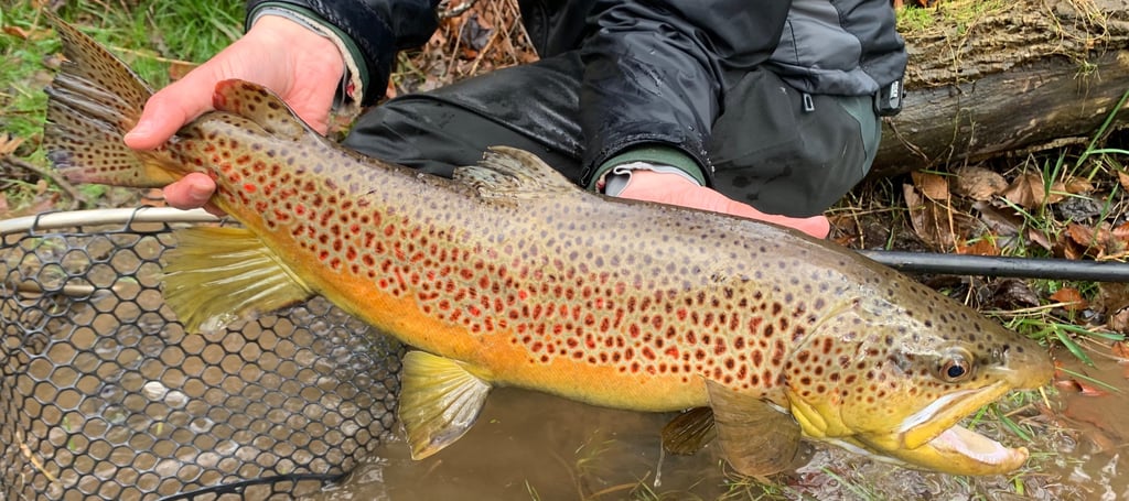 Hardman Fishing Adventure's 25" Tennessee Brown South Holston River
