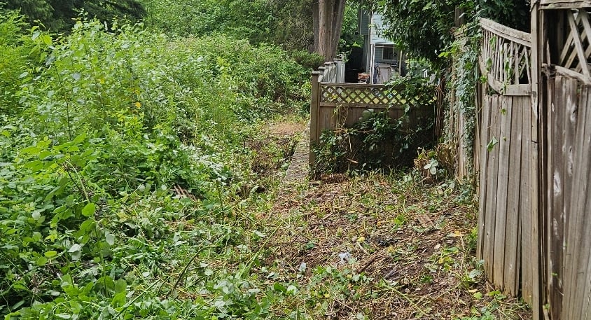 a wooden fence with blackberries having been removed from it