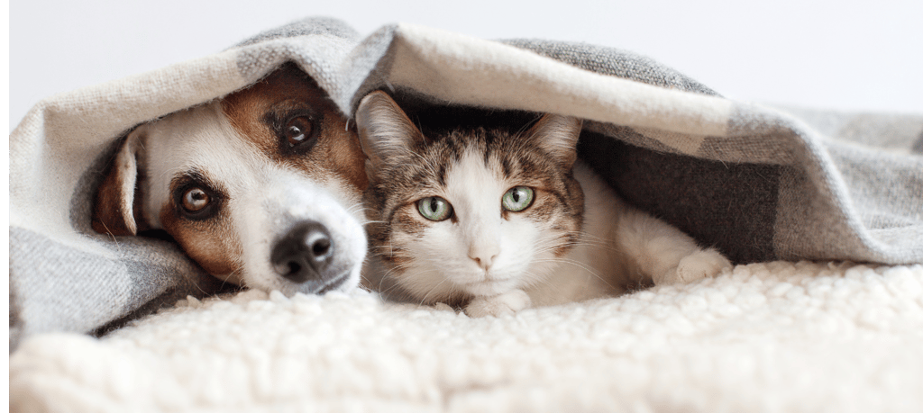 a dog and a cat are laying on a blanket