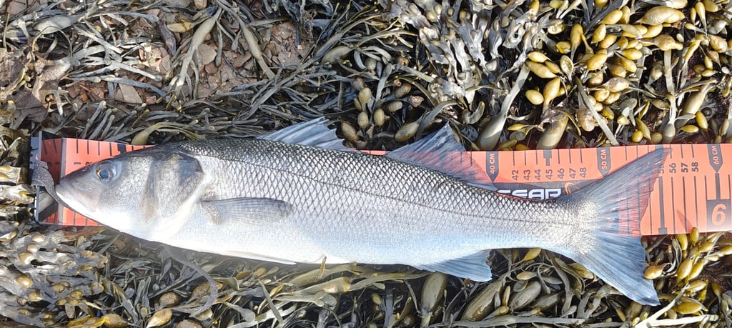 56cm Bass