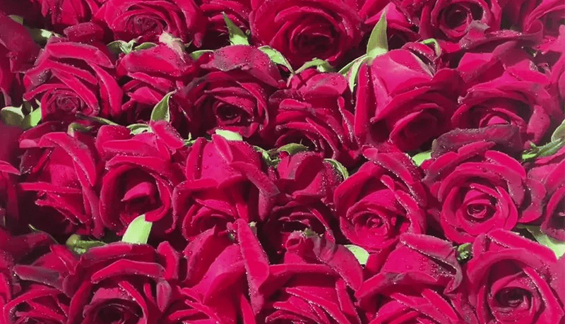 Preserved Flower Production