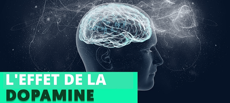cerveau humain