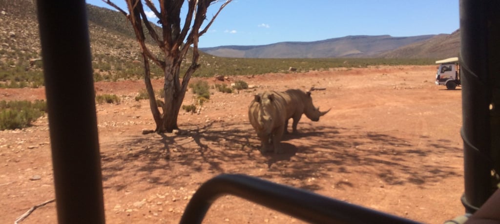 foto do rinonceronte no safari tour na cidade do cabo