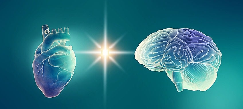 heart brain connection