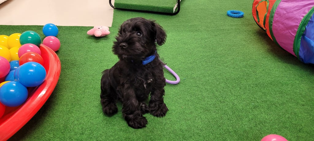 Vador des Diamants Noirs d'Also