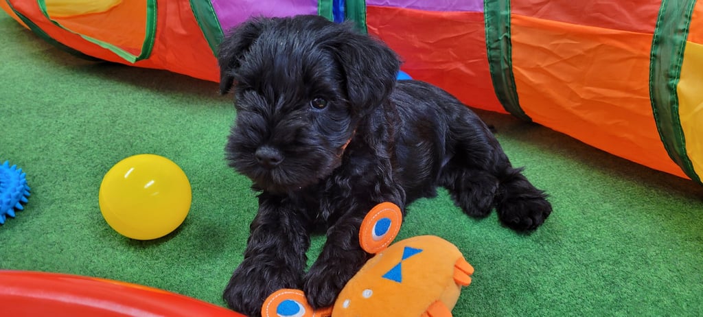 Viky des Diamants Noirs d'Also