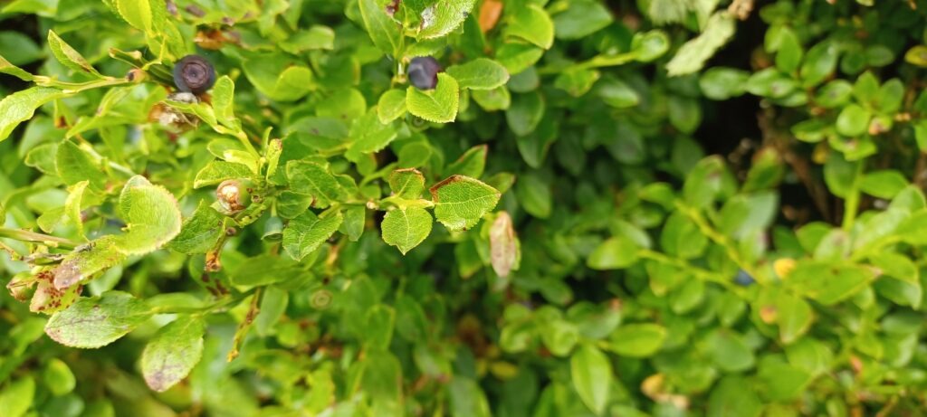 Bilberries