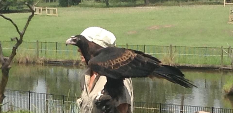 foto de um falcão em birds of prey show em lone pine sanctuary brisbane