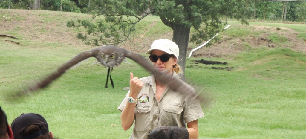 foto de um falcão em voo em birds of prey show em lone pine sanctuary brisbane 