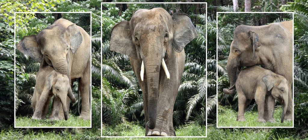 A tusked Asian elephant stands with a mother and baby calf in a tropical jungle wildlife sanctuary.