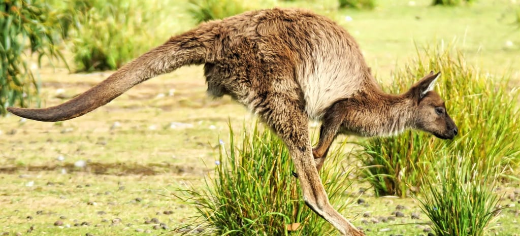 A KI kangaroo hopping across a grassy Australian field with its tail extended for balance.