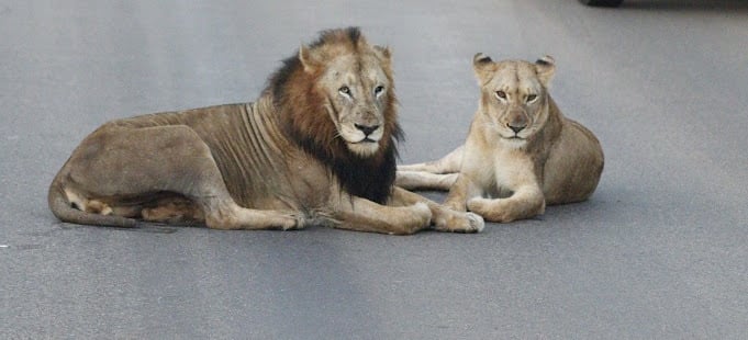 two lions laying on the road in the middle of the day