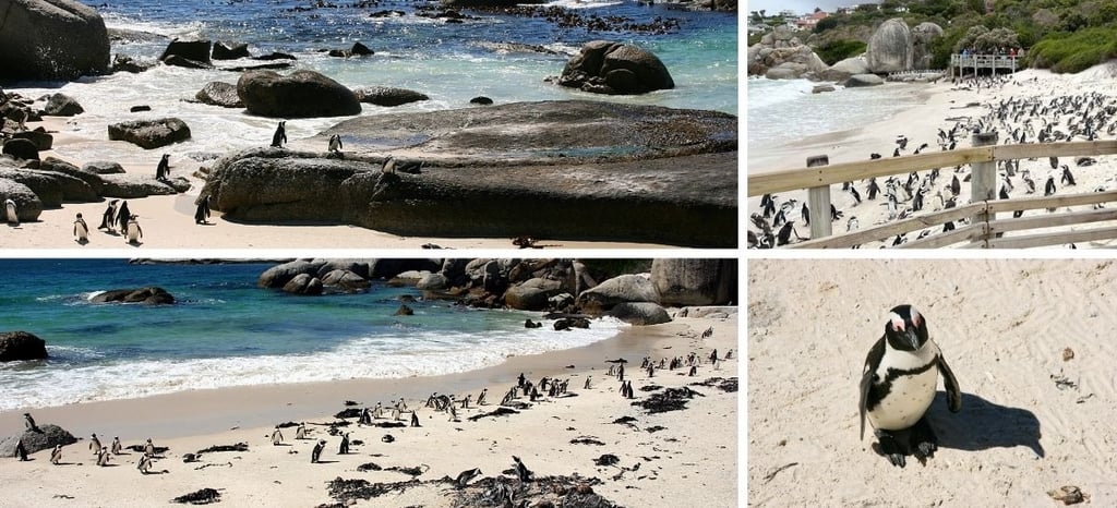 Pinguins africanos na praia da Ilha de Boulders, perto da Cidade do Cabo
