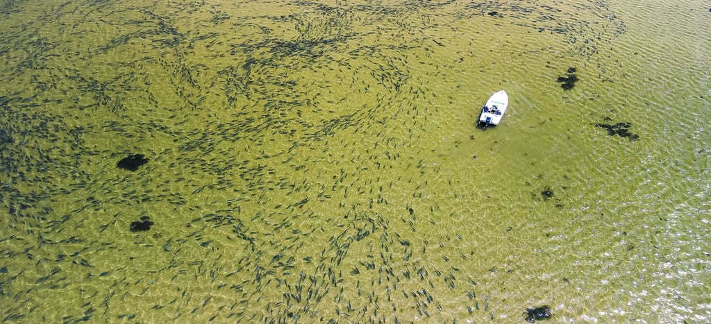 Bluefish flood the flats