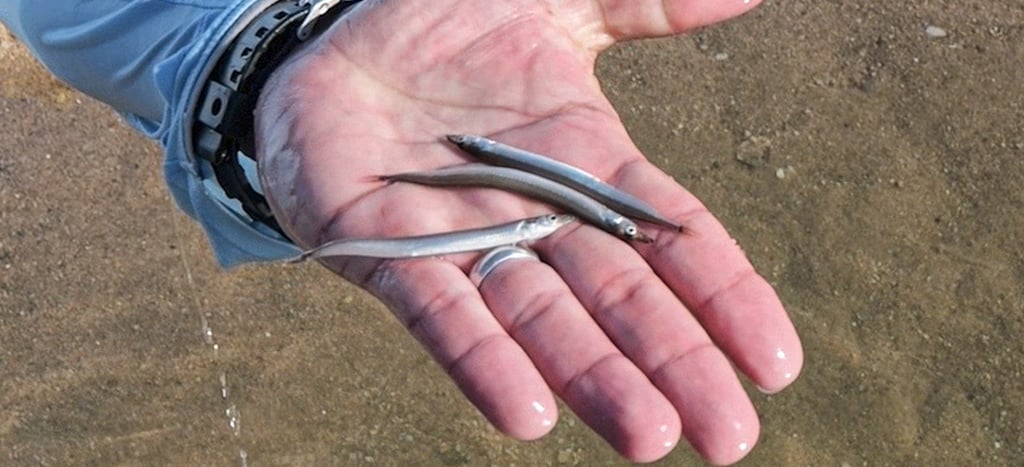 sand eels