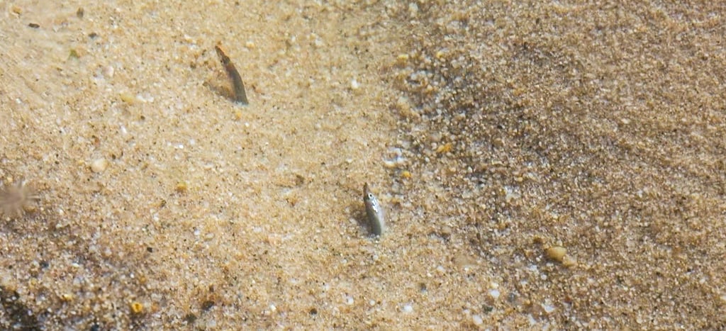 sand eels burried on the flat