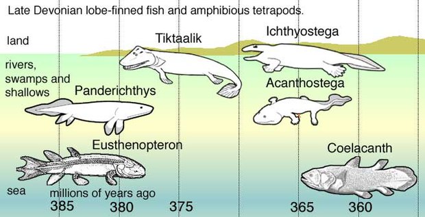 fishapodes , Graphic by dave souza , Coelacanth - Wikipedia