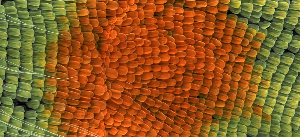 Gonepteryx rhamni Wingscales