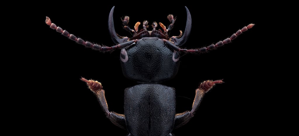 tasgius melanarius