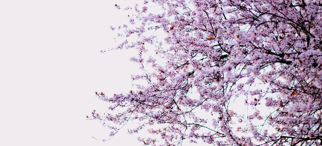 photographie d'un arbre en fleurs