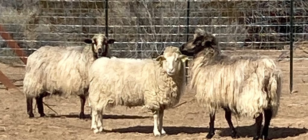 Three pregnant Navajo-Churro ewes