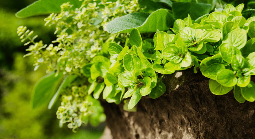 Grow your own herb garden