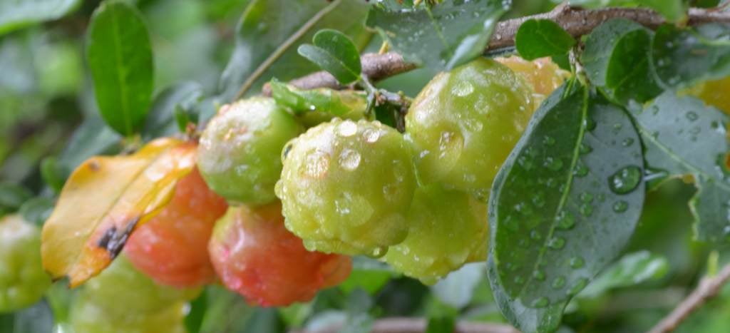 acerola cherries