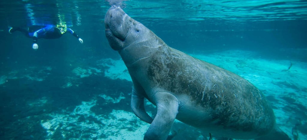 swimming with manatees homosassa state park