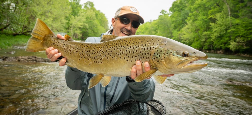 28.5" South Holston River Brown Trout