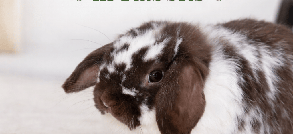 Hot Cross Buns' Loofah listens carefully about bldder infections in rabbits