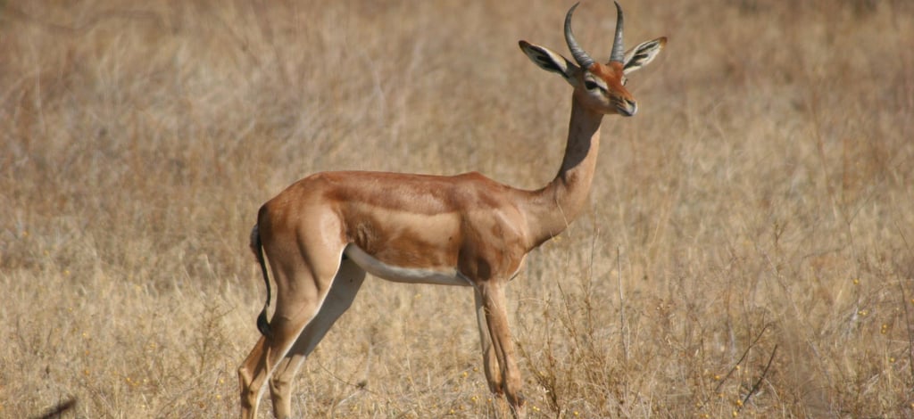 A long-necked Gerenuk standing in a dry African savanna field during a safari.