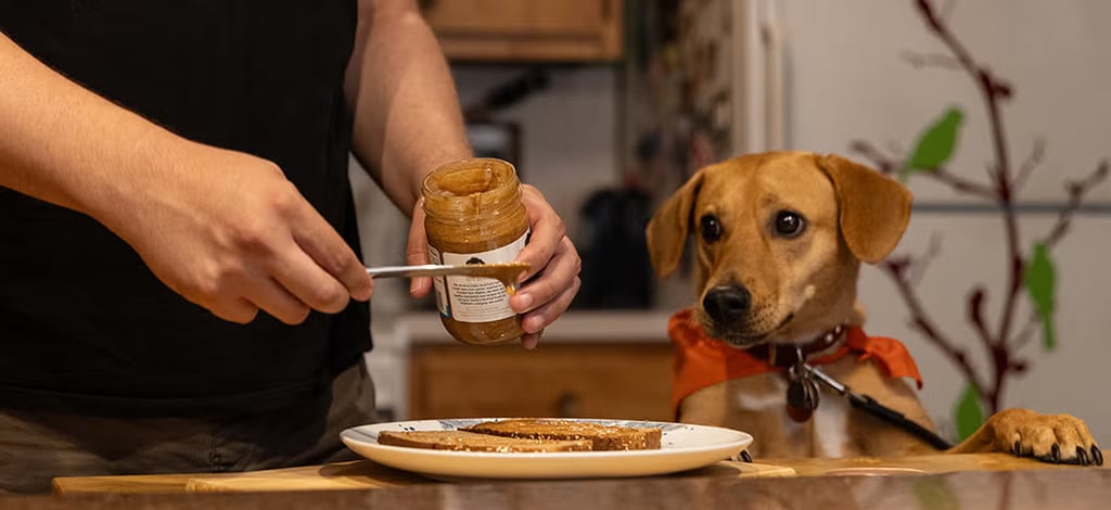 what-should-you-not-feed-a-puppy