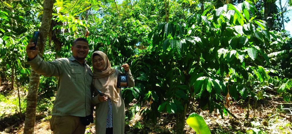kebun kopi robusta kalimantan barat, ambaawang, desa pasak piang