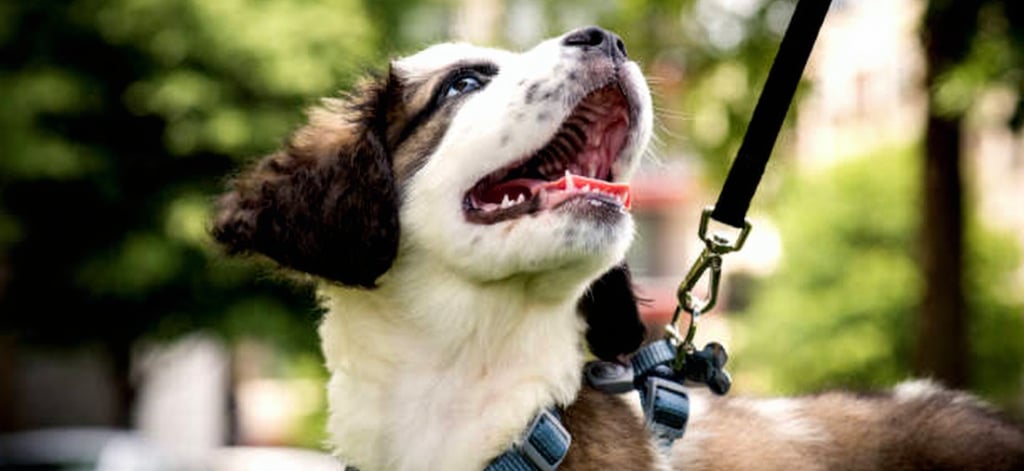 Gelukkige hond kijkt omhoog naar baasje tijdens wandeling aan de riem