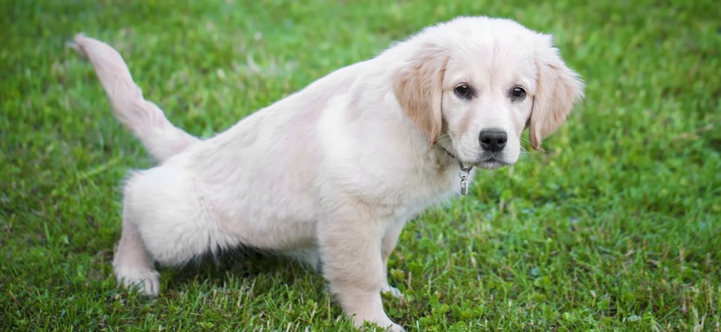 how to potty train a puppy
